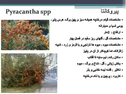 معرفی کاربردی برخی گیاهان در منظر
