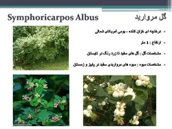معرفی کاربردی برخی گیاهان در منظر
