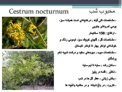معرفی کاربردی برخی گیاهان در منظر