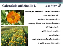 معرفی کاربردی برخی گیاهان در منظر