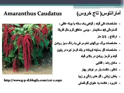 معرفی کاربردی برخی گیاهان در منظر