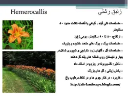 معرفی کاربردی برخی گیاهان در منظر