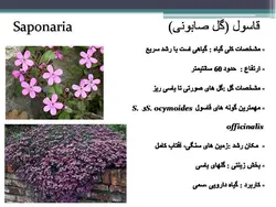 معرفی کاربردی برخی گیاهان در منظر