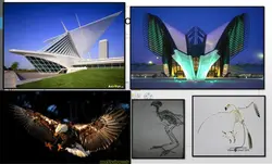 پرندگان شکاری ومقایسه آن ها با آثاربزرگ معماران