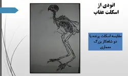 پرندگان شکاری ومقایسه آن ها با آثاربزرگ معماران