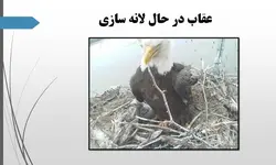 پرندگان شکاری ومقایسه آن ها با آثاربزرگ معماران