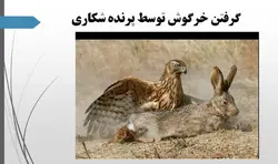 پرندگان شکاری ومقایسه آن ها با آثاربزرگ معماران