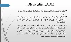 پرندگان شکاری ومقایسه آن ها با آثاربزرگ معماران