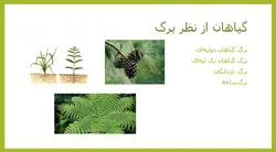 گیاهان در معماری