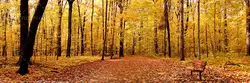 دانلود عکس و تصویر با کیفیت بالا و زیبای نیمکت چوبی در دل جنگل پاییزی و درختان با برگ های زرد و نارنجی