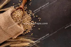 عکس با کیفیت تبلیغاتی دانه های گندوم بیرون ریخته شده از کیسه ی حصیری