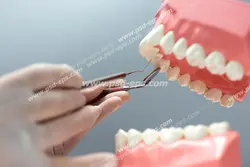 عکس با کیفیت تبلیغاتی ماکت دندان و دکتر در حال تدریس پیدا کردن نقطه خراب دندان