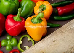 عکس با کیفیت تبلیغاتی فلفل دلمه های رنگارنگ در کنار یکدیگر