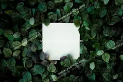 عکس با کیفیت تبلیغاتی یک برگه ی سفید مربع شکل در لا به لای برگ ها