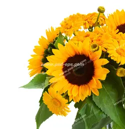 عکس با کیفیت تبلیغاتی دسته گل آفتابگردان