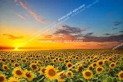 عکس با کیفیت تبلیغاتی مزرعه گل های آفتابگردان
