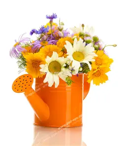 عکس با کیفیت تبلیغاتی گل های زیبا در آبپاش نارنجی