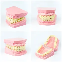 عکس با کیفیت تبلیغاتی ماکت دندان از چهار زاویه