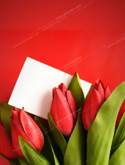 عکس با کیفیت تبلیغاتی نامه و لاله های زیبا در بک گراند قرمز