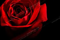 عکس با کیفیت تبلیغاتی گل رز قرمز در پس زمینه تاریک