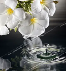 عکس با کیفیت تبلیغاتی گل پنج برگ سفید در کنار آب