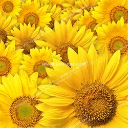 عکس با کیفیت تبلیغاتی گل های آفتابگردان