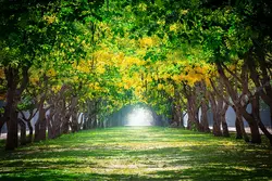 عکس با کیفیت تبلیغاتی جنگل زیبا با برگ های زرد و سبز