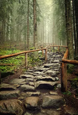 عکس با کیفیت تبلیغاتی در دل جنگل