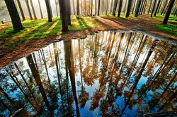 عکس با کیفیت تبلیغاتی سایه های درختان در آب