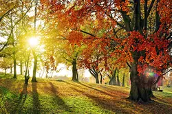 عکس با کیفیت تبلیغاتی درختان با برگ های قرمز