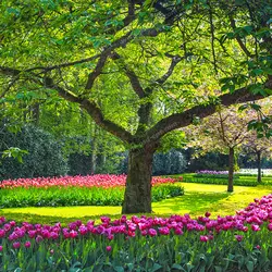 عکس با کیفیت تبلیغاتی تک درخت زیبا در فضای سبز گل کاری شده