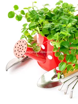 عکس با کیفیت تبلیغاتی گل در آبپاش باغبانی