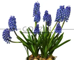 2 عدد عکس گل سنبل بنفش دوربری شده