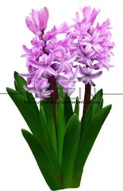 4 عدد تصویر گل سنبل صورتی دوربری شده