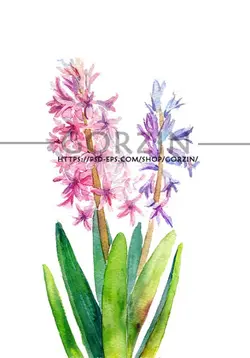 4 عدد تصویر گل سنبل صورتی دوربری شده