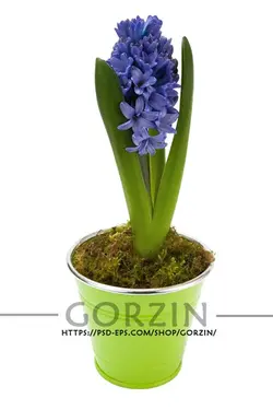 2 عدد عکس گل سنبل در گلدان دوربری شده