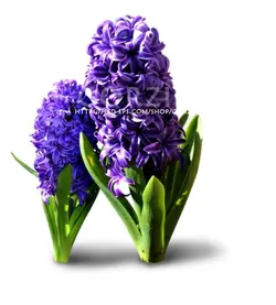 عکس گل سنبل بنفش دوربری شده