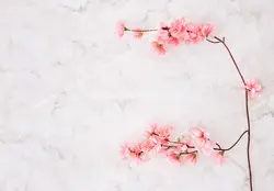 عکس با کیفیت شاخه درخت هلو با شکوفه های صورتی بر روی زمینه سفید رنگ