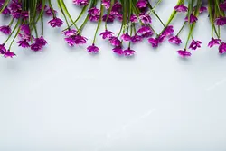 عکس با کیفیت یا پس زمینه زیبای سفید مزین به گل های بنفشه آفریقایی