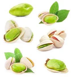 عکس با کیفیت شش نما از پسته های تازه سبز رنگ و برگ درخت پسته مناسب تبلیغات آجیل فروشی ها