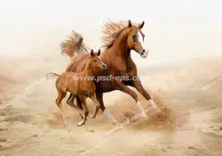 عکس با کیفیت اسب قهوه ای زیبا با پیشانی سفید به همراه کره اش در حال یورتمه رفتن در زمین خاکی