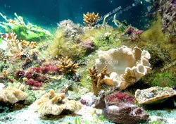 عکس با کیفیت مناسب آسمان مجازی آکواریوم با نمایی از مرجان های نرم و جلبک های کف دریا