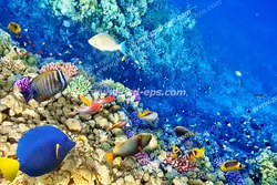 عکس با کیفیت از ماهی های رنگی زیبا در عمق دریا در کنار سنگ های مرجانی مناسب آسمان مجازی آکواریوم