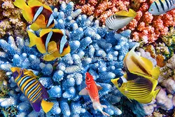 عکس با کیفیت ماهی های رنگارنگ و زیبا در میان مرجان قیطانی آبی رنگ مناسب آسمان مجازی آکواریوم