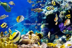 عکس با کیفیت وکتور ماهی های زرد در میان صخره های مرجانی مناسب آسمان مجازی آکواریوم