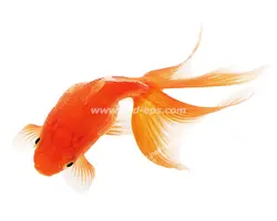 عکس با کیفیت ماهی قرمز یا گلدفیش با دم زیبا مناسب سفره هفت سین عید نوروز