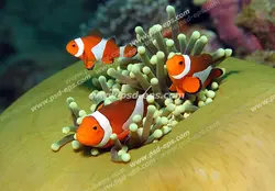 عکس با کیفیت دلقک ماهی اسلاریس یا دلقک ماهی نمو در میان مرجان های نرم مناسب آسمان مجازی آکواریوم