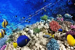 عکس با کیفیت ماهی های رنگی در میان صخره مرجانی در دریای نیلگون مناسب آسمان مجازی آکواریوم