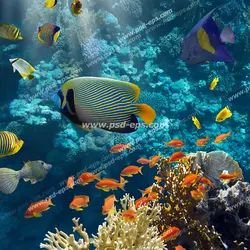 عکس با کیفیت ماهی های مختلف در حال شنا در اعماق دریا در کنار مرجان ها مناسب آسمان مجازی آکواریوم