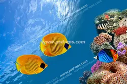 عکس با کیفیت ماهی های زرد ساکت خلیج فارس در حال شنا در کنار صخره مرجانی مناسب آسمان مجازی آکواریوم